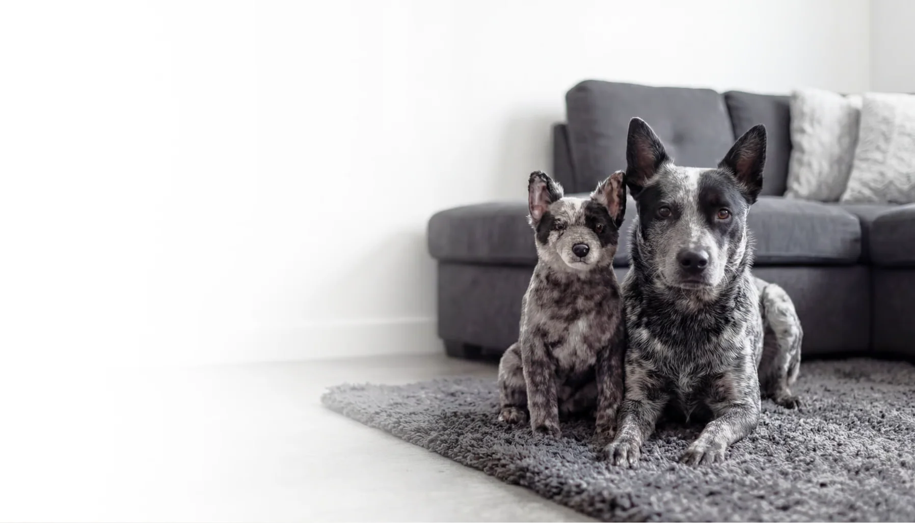 Your Pet, Reimagined as Plush